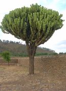 Ethioptrek (617) (Small)